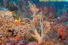 soft coral